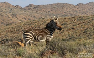 Zèbre de montagne du Cap - Karoo