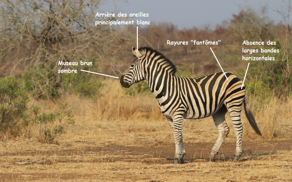 zebre-des-plaines-kruger-lower-sabie (4)