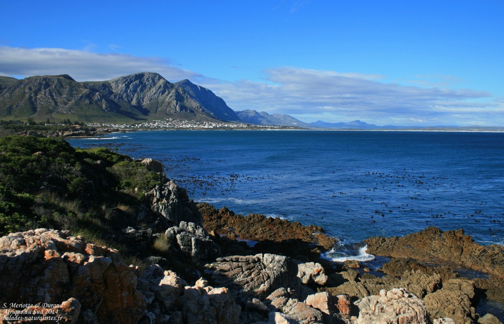 Hermanus