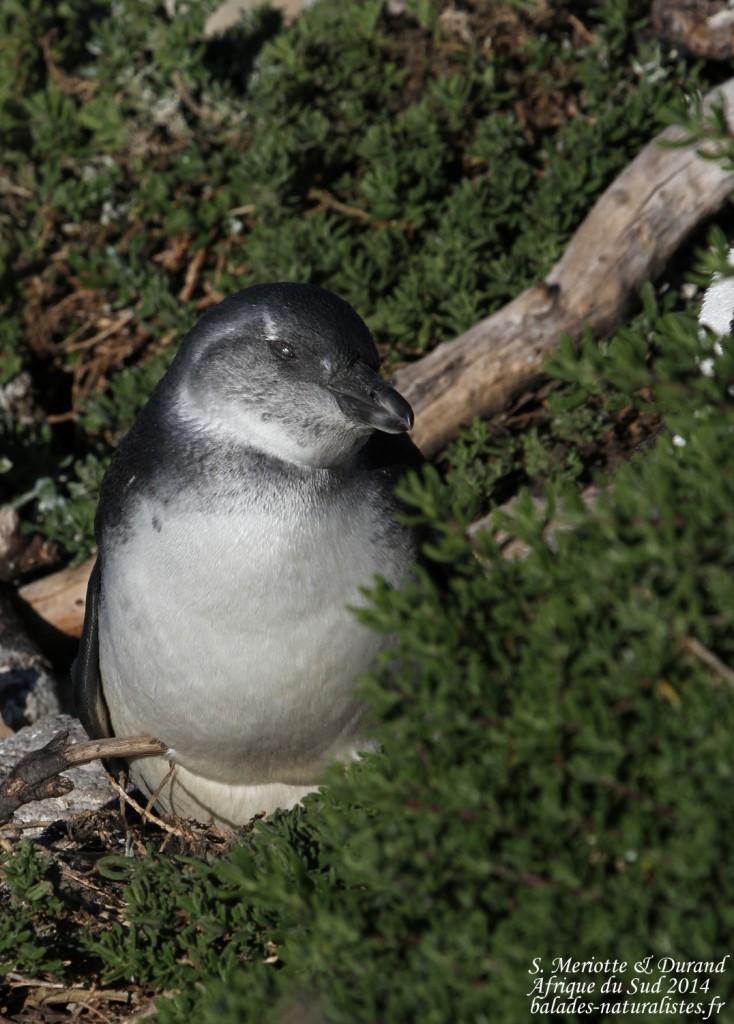 Manchot du Cap - Betty's Bay