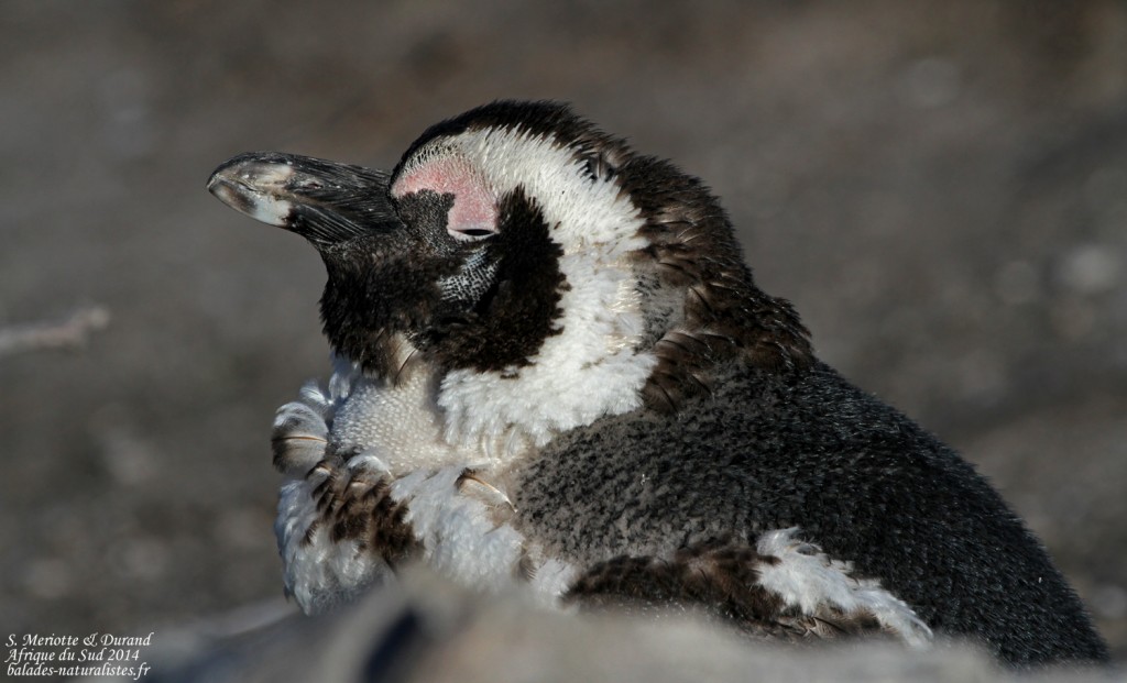 Manchot du Cap - Betty's Bay
