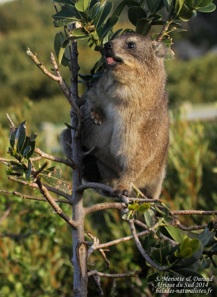 Daman du Cap - Betty's Bay