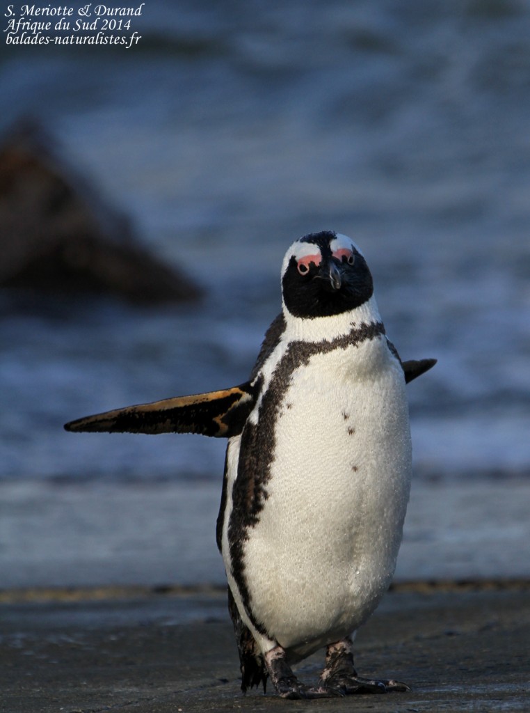 Manchot du Cap - Betty's Bay
