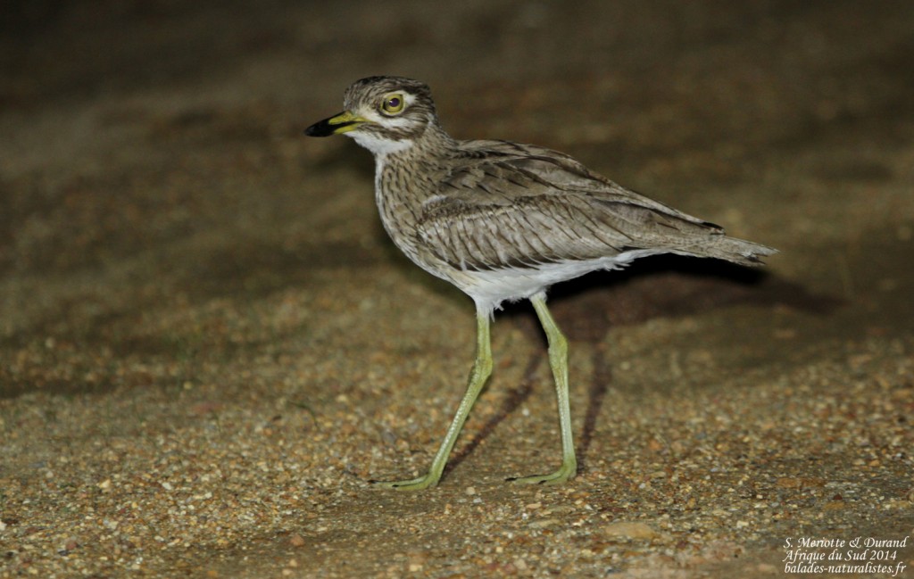 Œdicnème vermiculé - Kleinmond