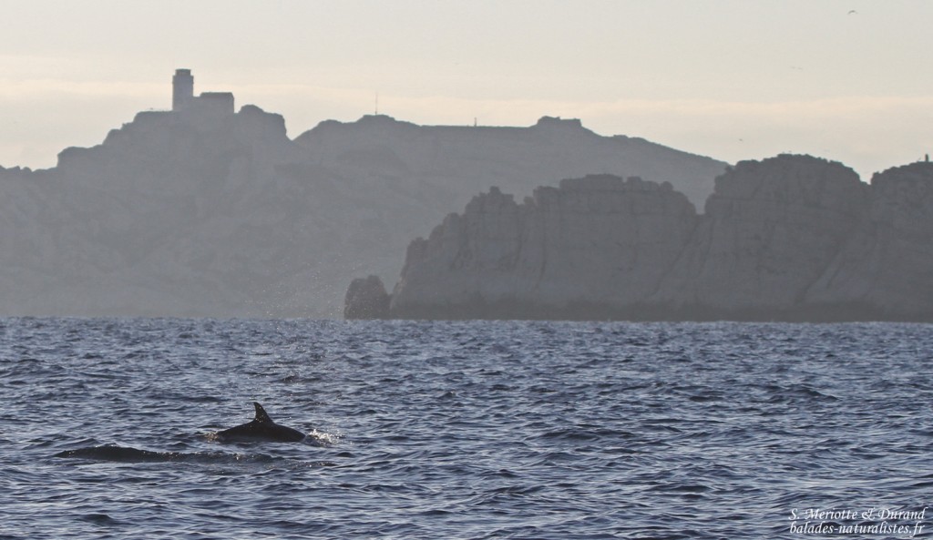 calanques-marseille (2)dauphin-bleu-blanc