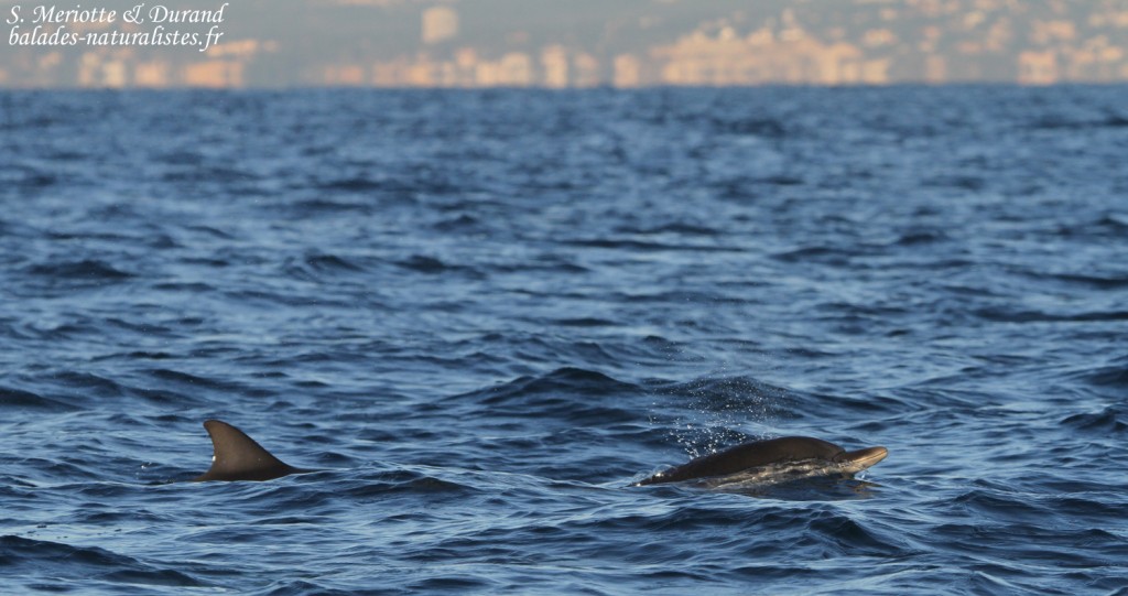 calanques-marseille (3)dauphin-bleu-blanc