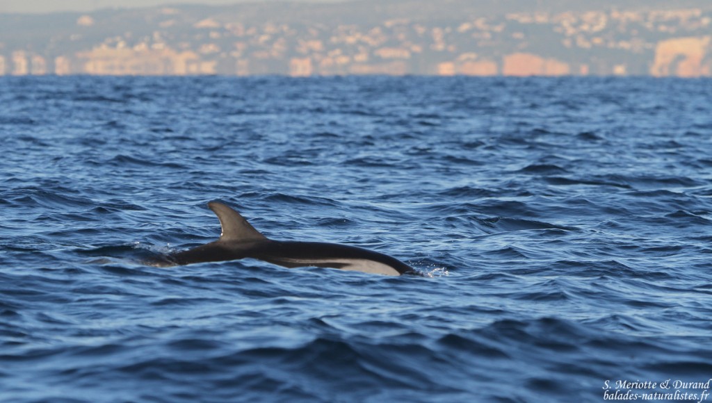 calanques-marseille (4)dauphin-bleu-blanc