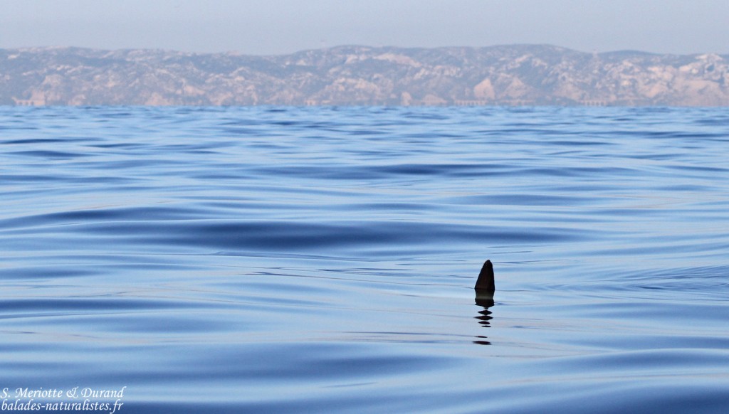 calanques-marseille (5)poisson-lune-mola