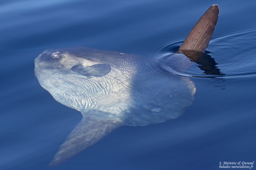 calanques-marseille (7)poisson-lune-mola