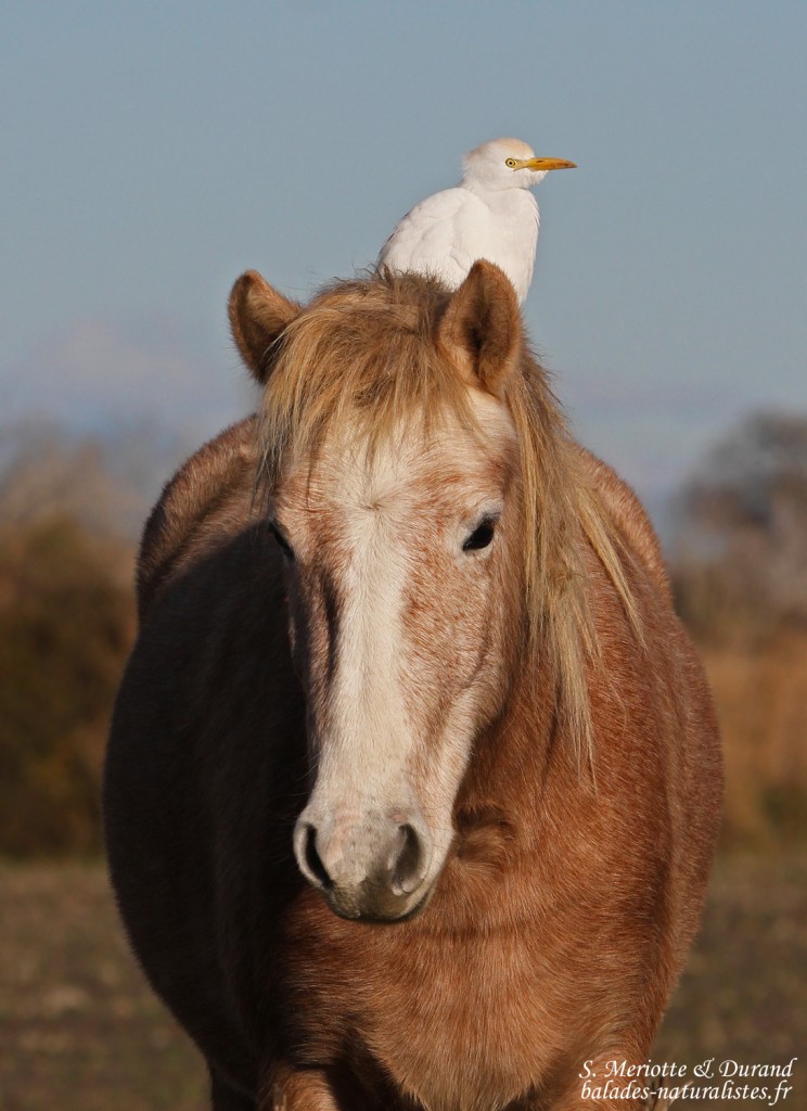 Héron garde-bœufs - Scamandre