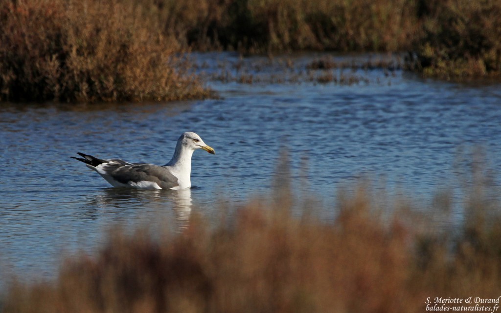 Goéland brun - Cacharel