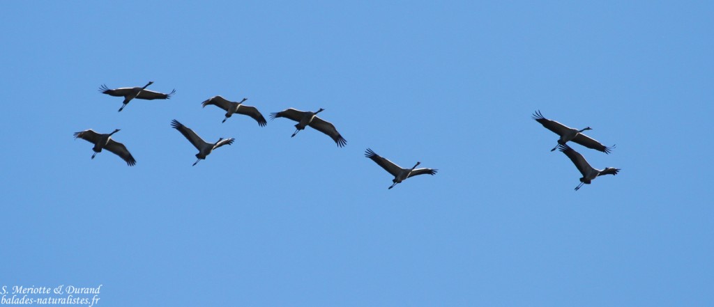 Grue cendrée - Camargue