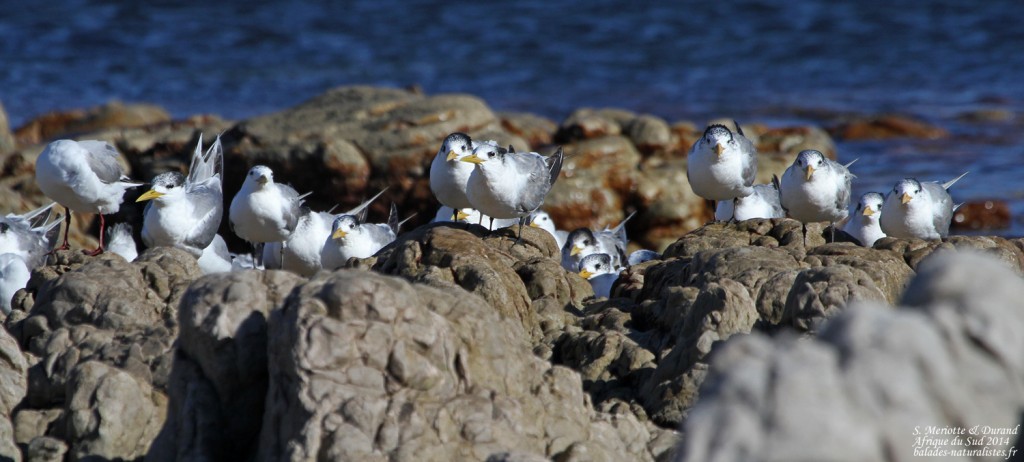 Sternes huppées - Cap de Bonne Espérance