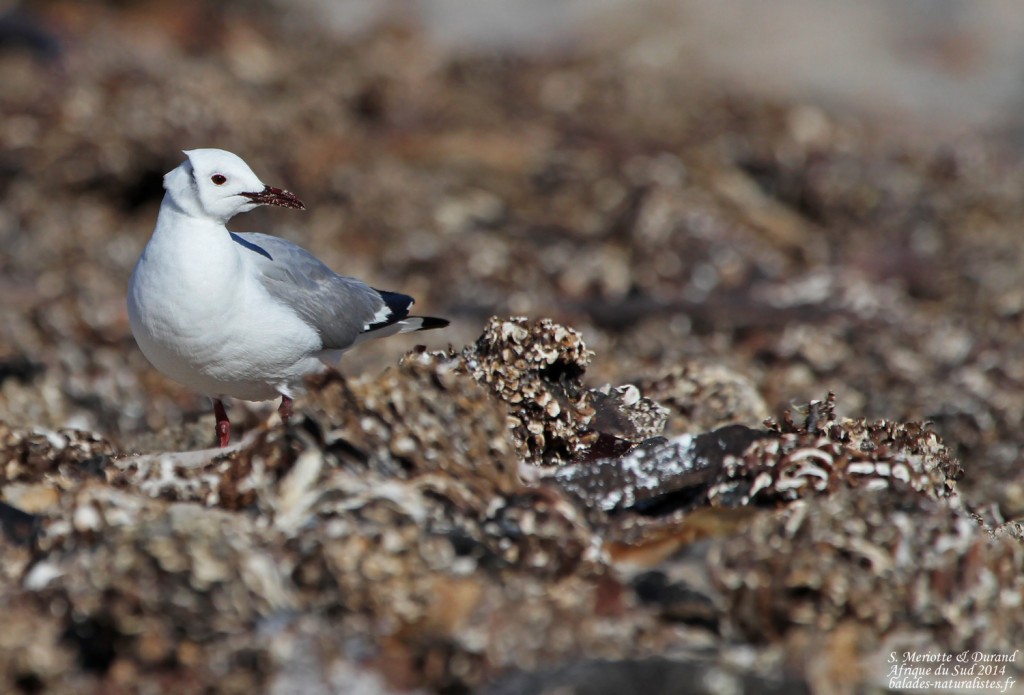 Mouette de Hartlaub - Cap de Bonne Espérance