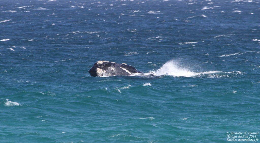 Baleine franche - Cap de Bonne Espérance