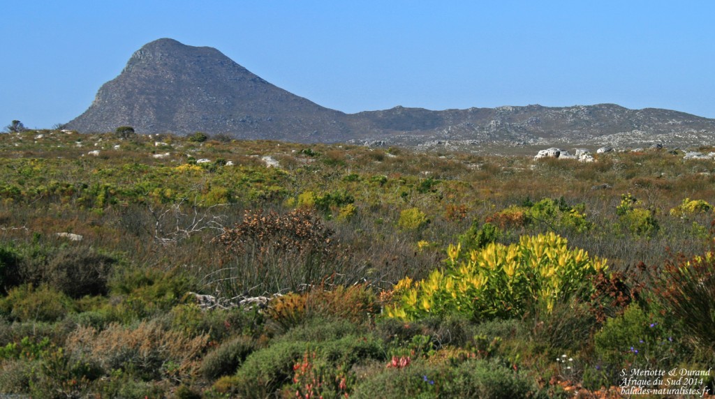 Cap de Bonne Espérance