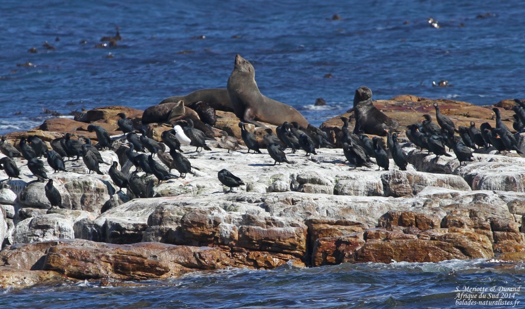 Otaries et Cormorans du Cap - Cap de Bonne Espérance