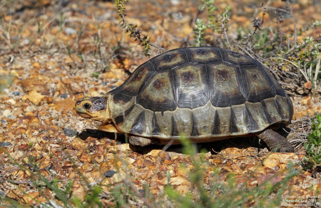 Tortue anguleuse - Cap de Bonne Espérance