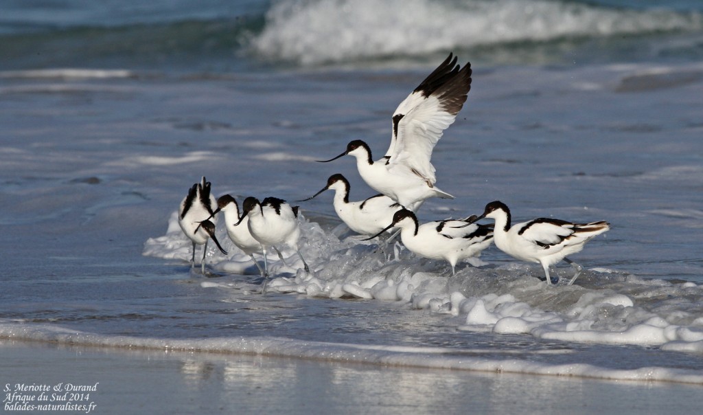 Avocette élégante - Cap de Bonne Espérance