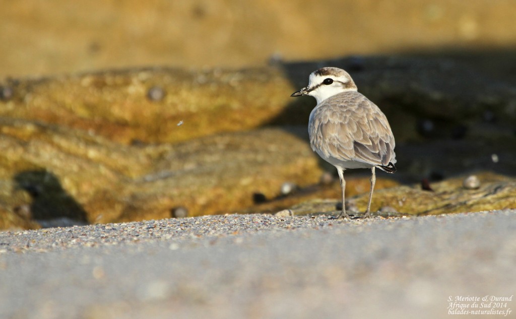 Pluvier à front blanc - Cap de Bonne Espérance