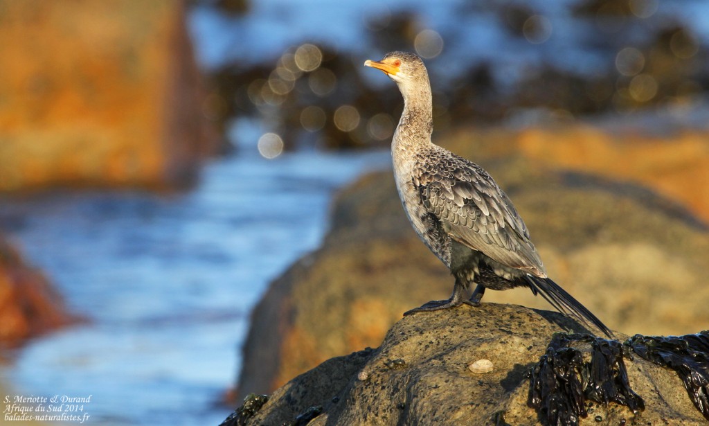 Cormoran couronné - Cap de Bonne Espérance