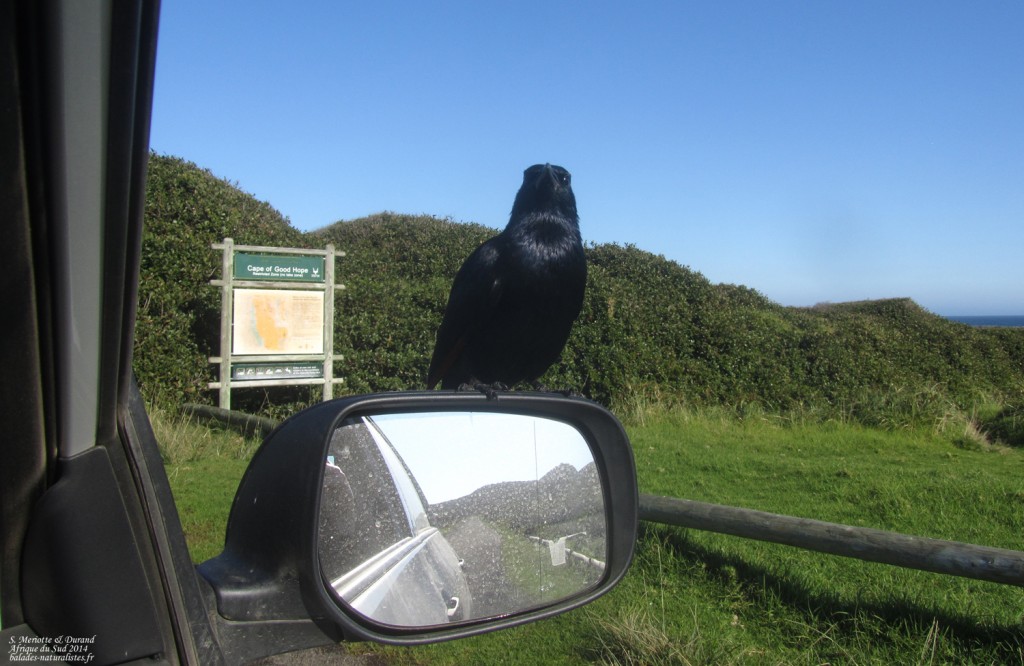 Rufipenne morio - Cap de Bonne Espérance