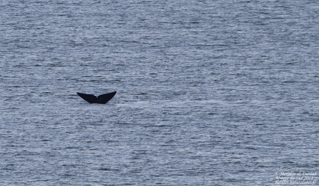 de-hoop (22)balaine-franche