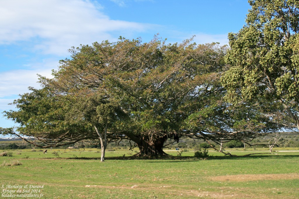 de-hoop-arbre