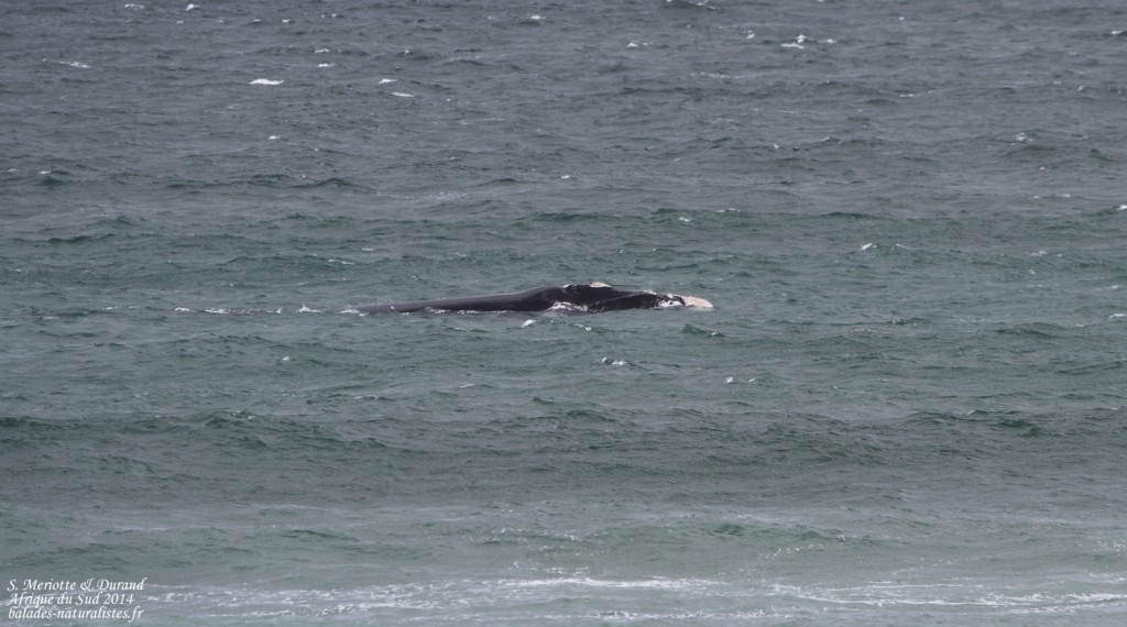 Baleine franche australe - Hermanus