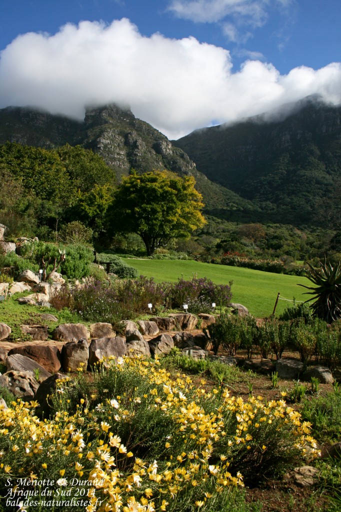 Kirstenbosch