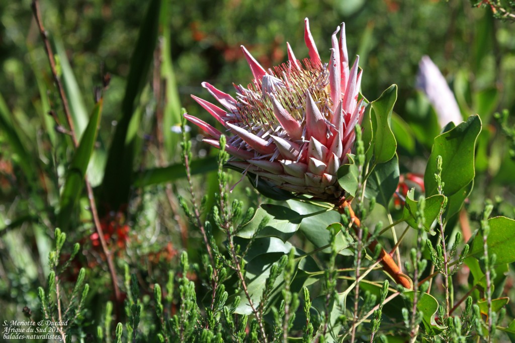 Protea - Kirstenbosch