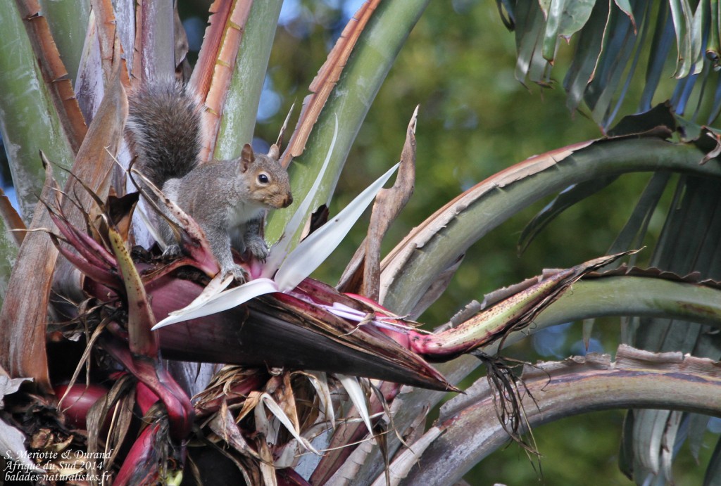 Écureuil gris - Kirstenbosch