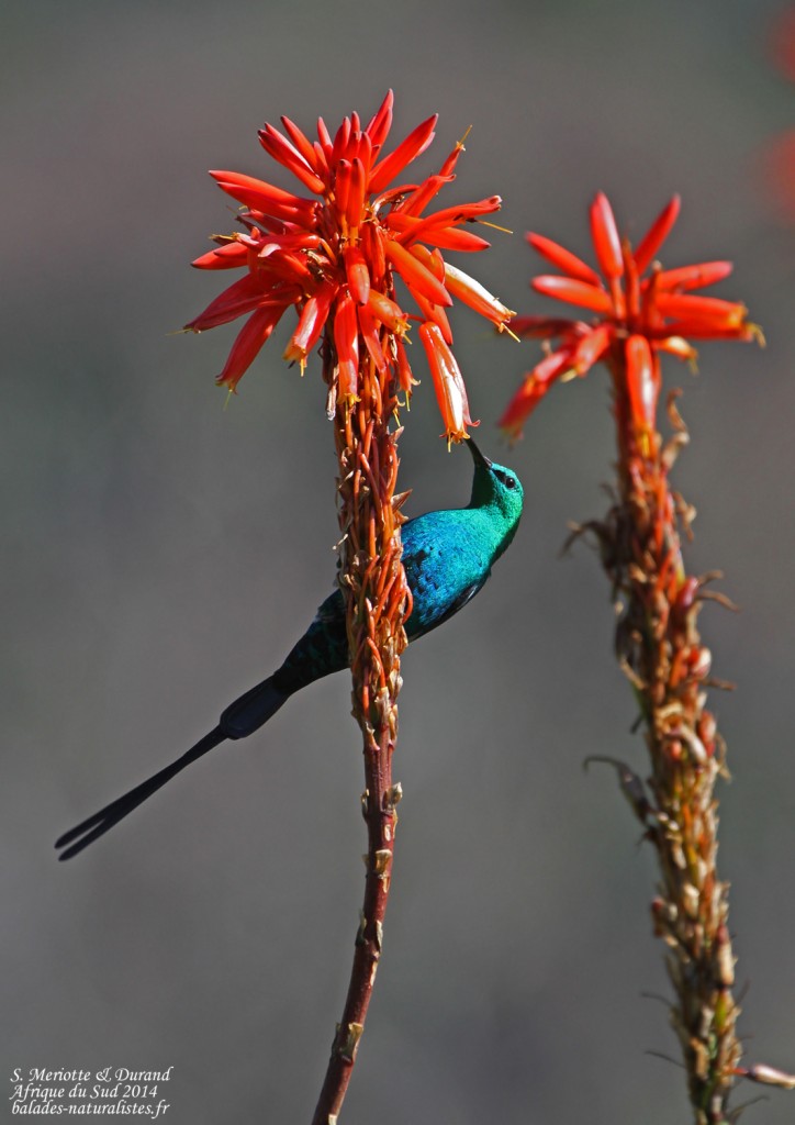 Souimanga malachite - Kirstenbosch