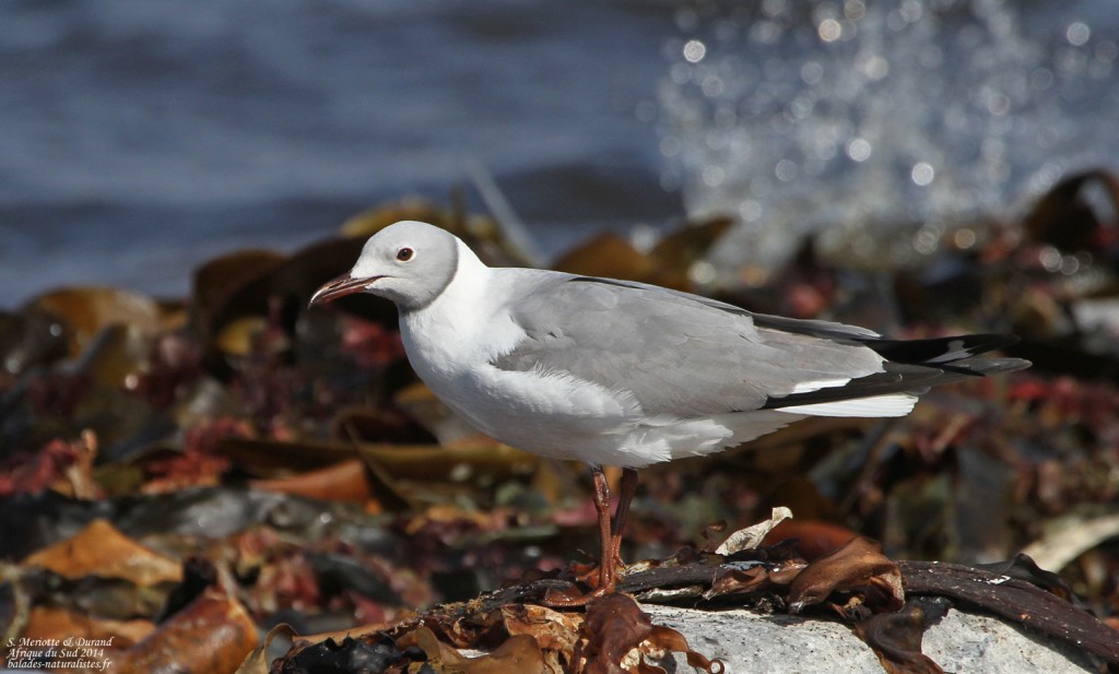 Mouette à tête grise 