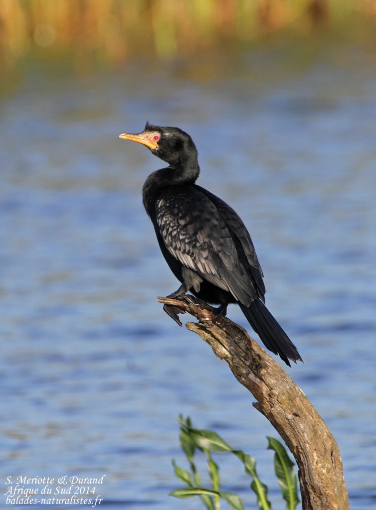 Cormoran africain