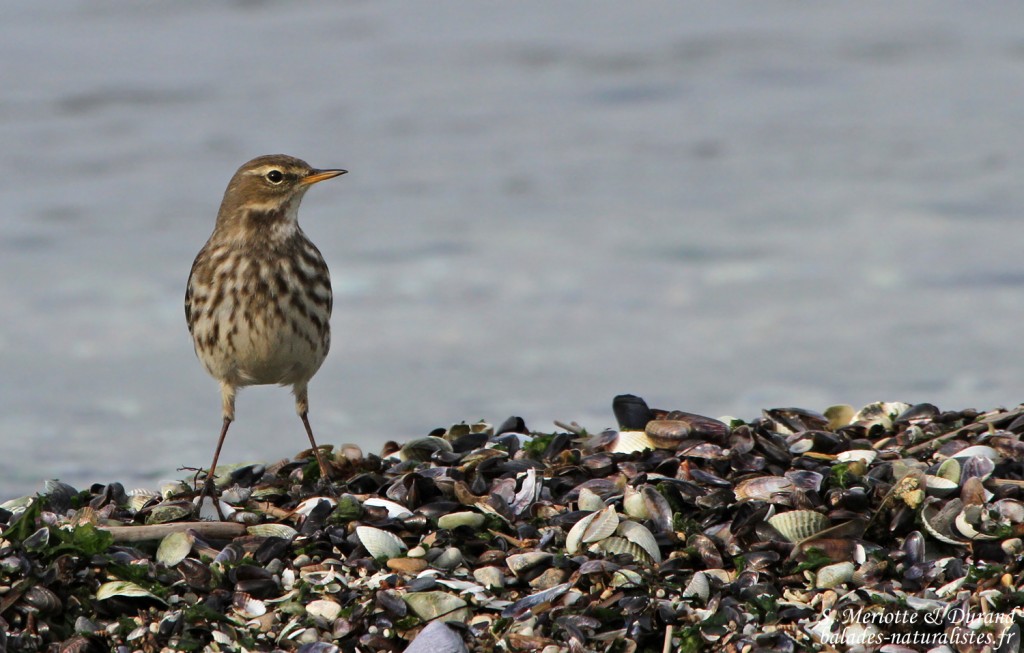 Pipit spioncelle