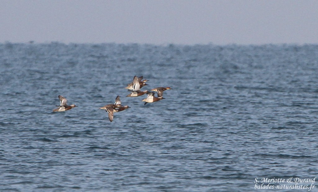 Sarcelle d'été (Camargue)
