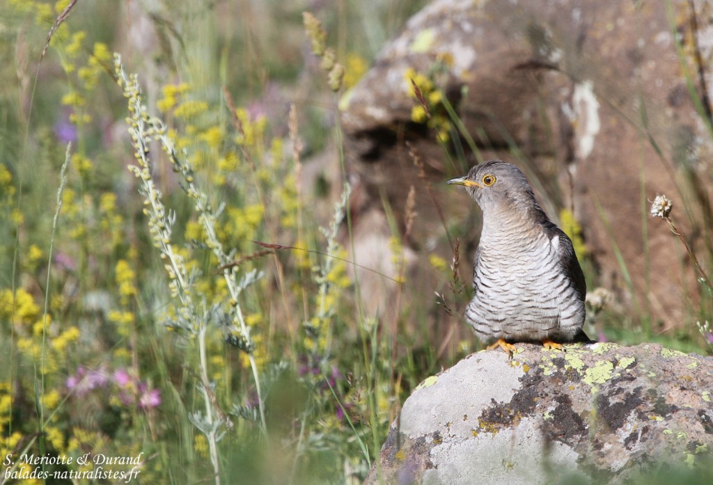 Coucou gris (Arménie)