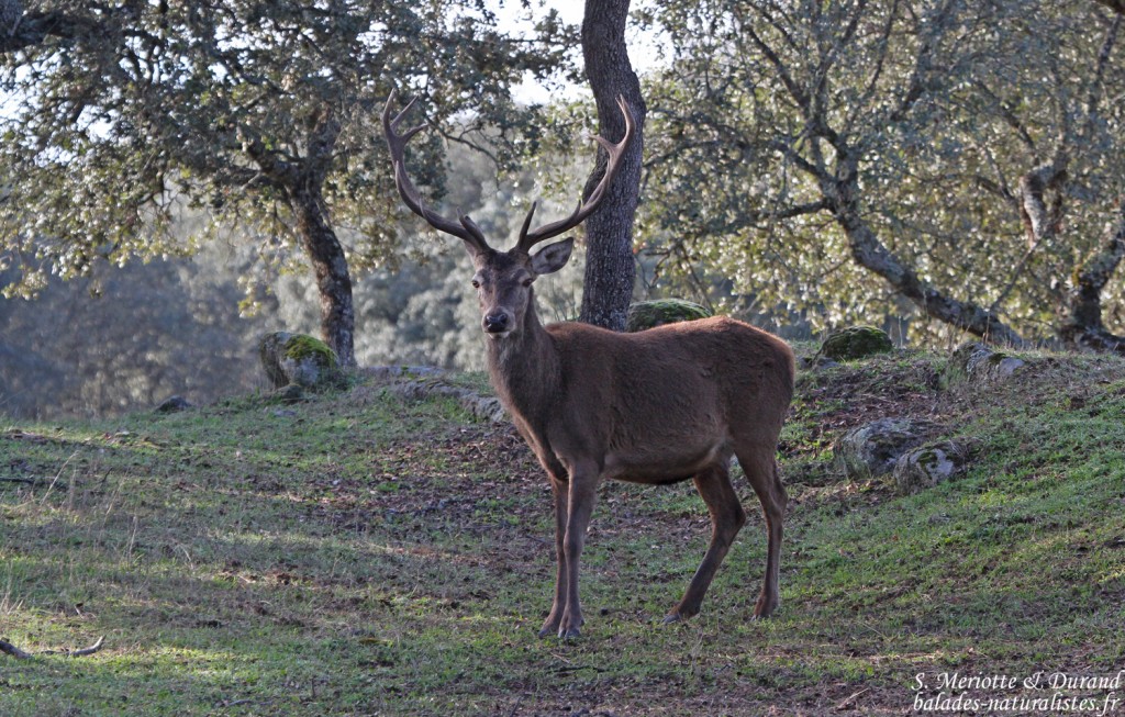 Cerf élaphe - Sierra Morena
