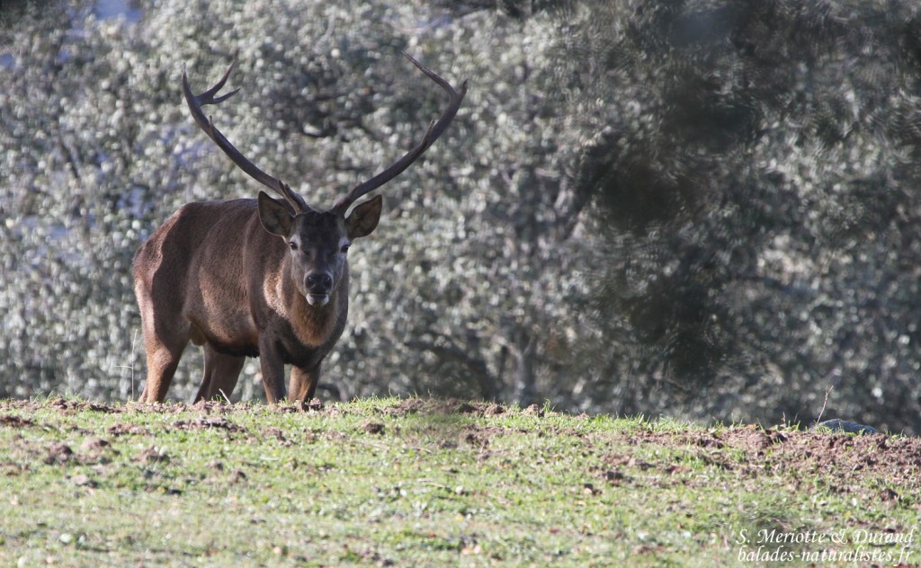 Cerf élaphe - Sierra Morena