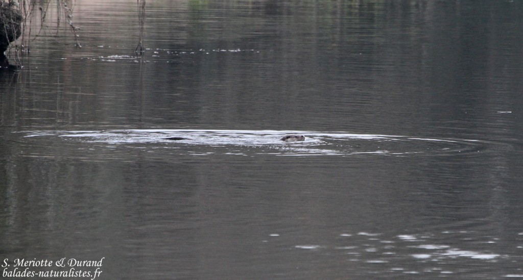 Loutre - Sierra Morena