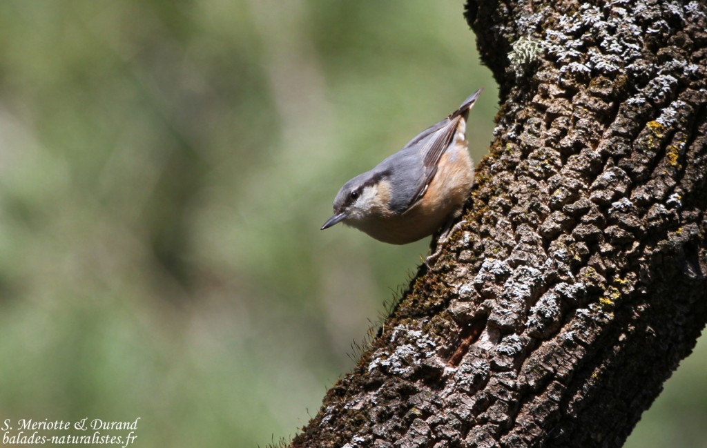 Sittelle torchepot - Sierra Morena