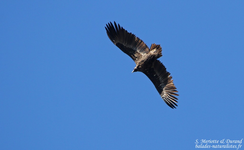 Vautour moine - Sierra Morena