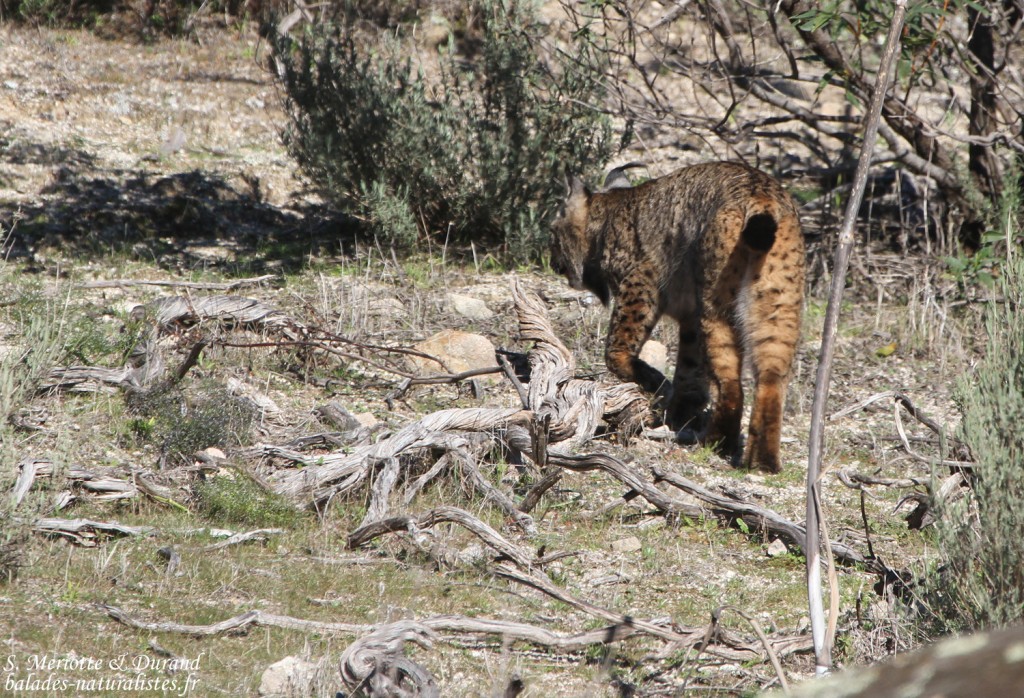 Lynx pardelle - Sierra Morena