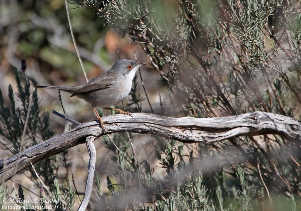 Fauvette mélanocéphale - Sierra Morena
