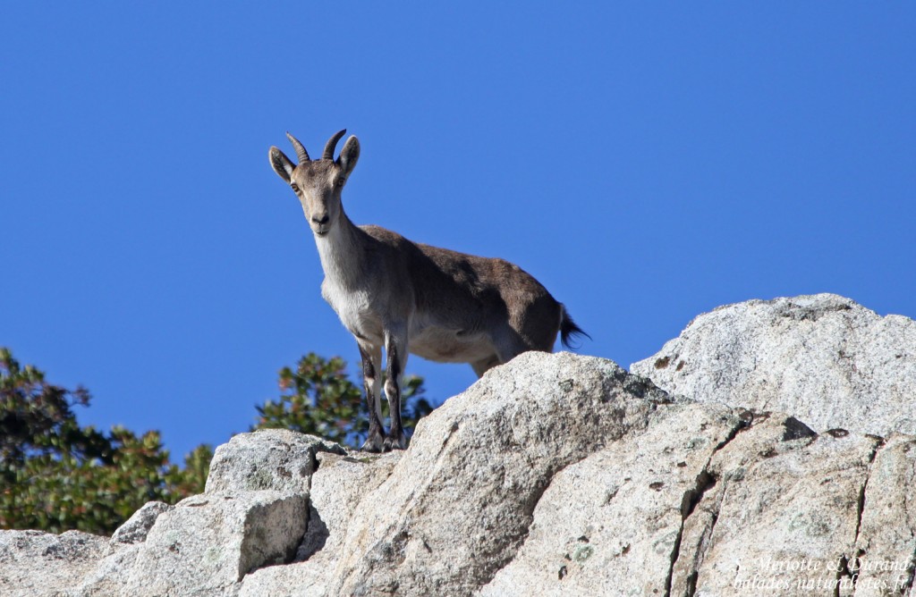 Bouquetin ibérique - Sierra Morena