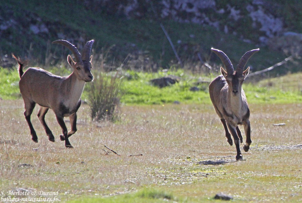 Bouquetin ibérique - Sierra Morena