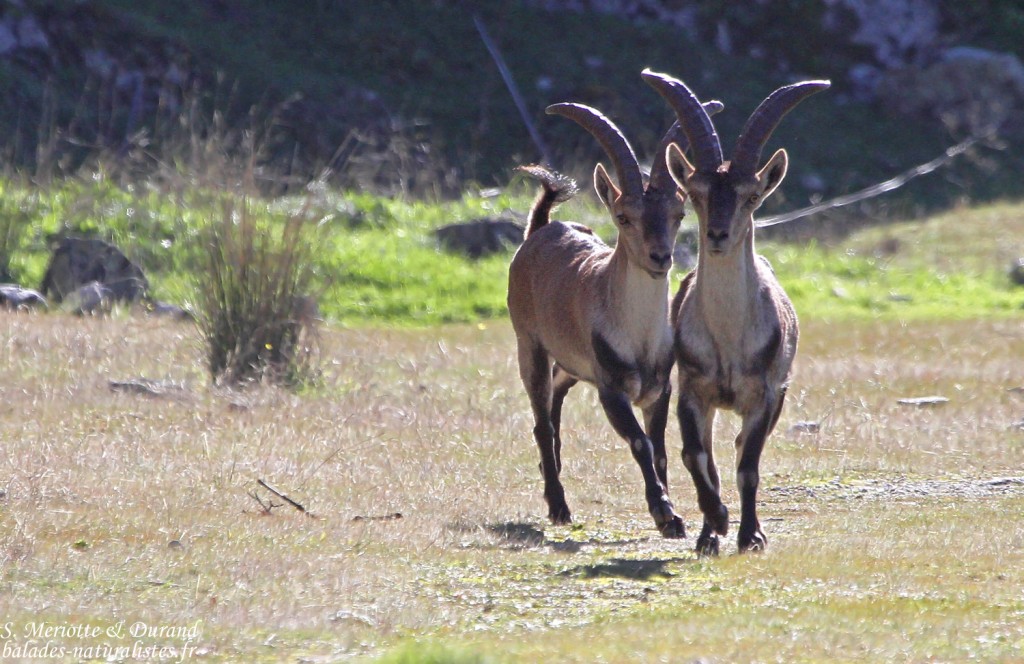 Bouquetin ibérique - Sierra Morena