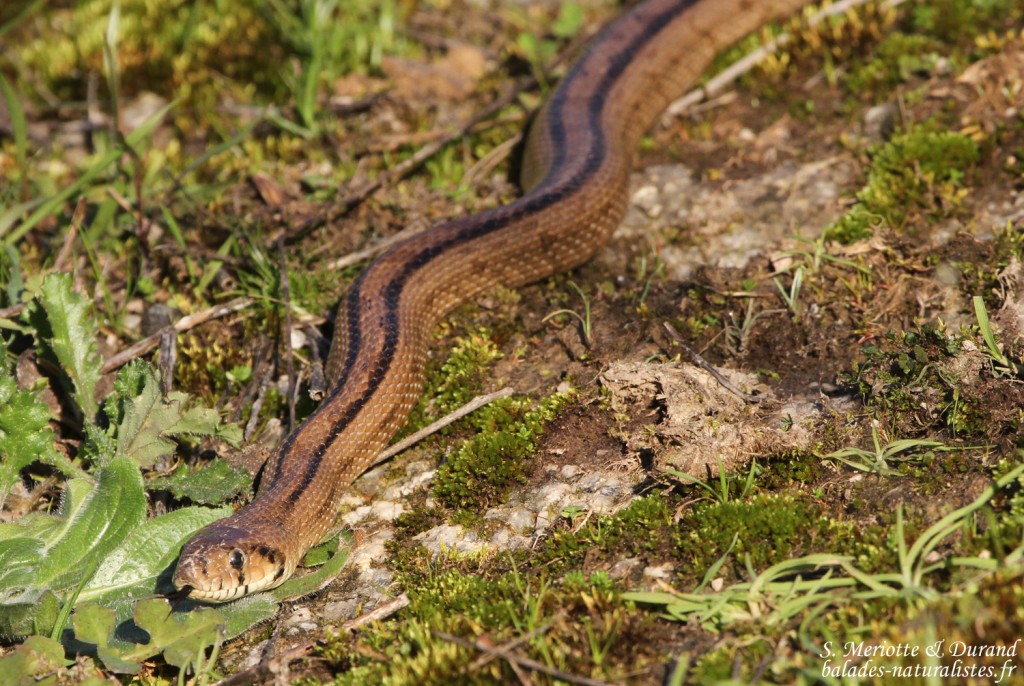 Couleuvre à échelons - Sierra Morena