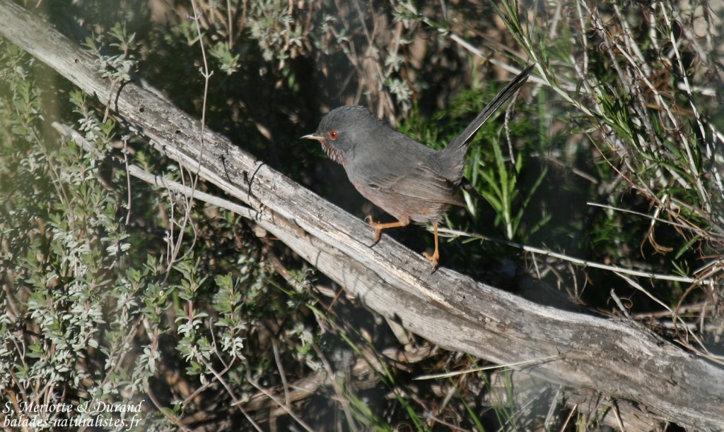 Fauvette pitchou - Sierra Morena